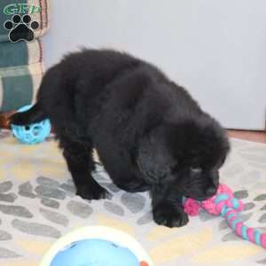Dakota, Newfoundland Puppy